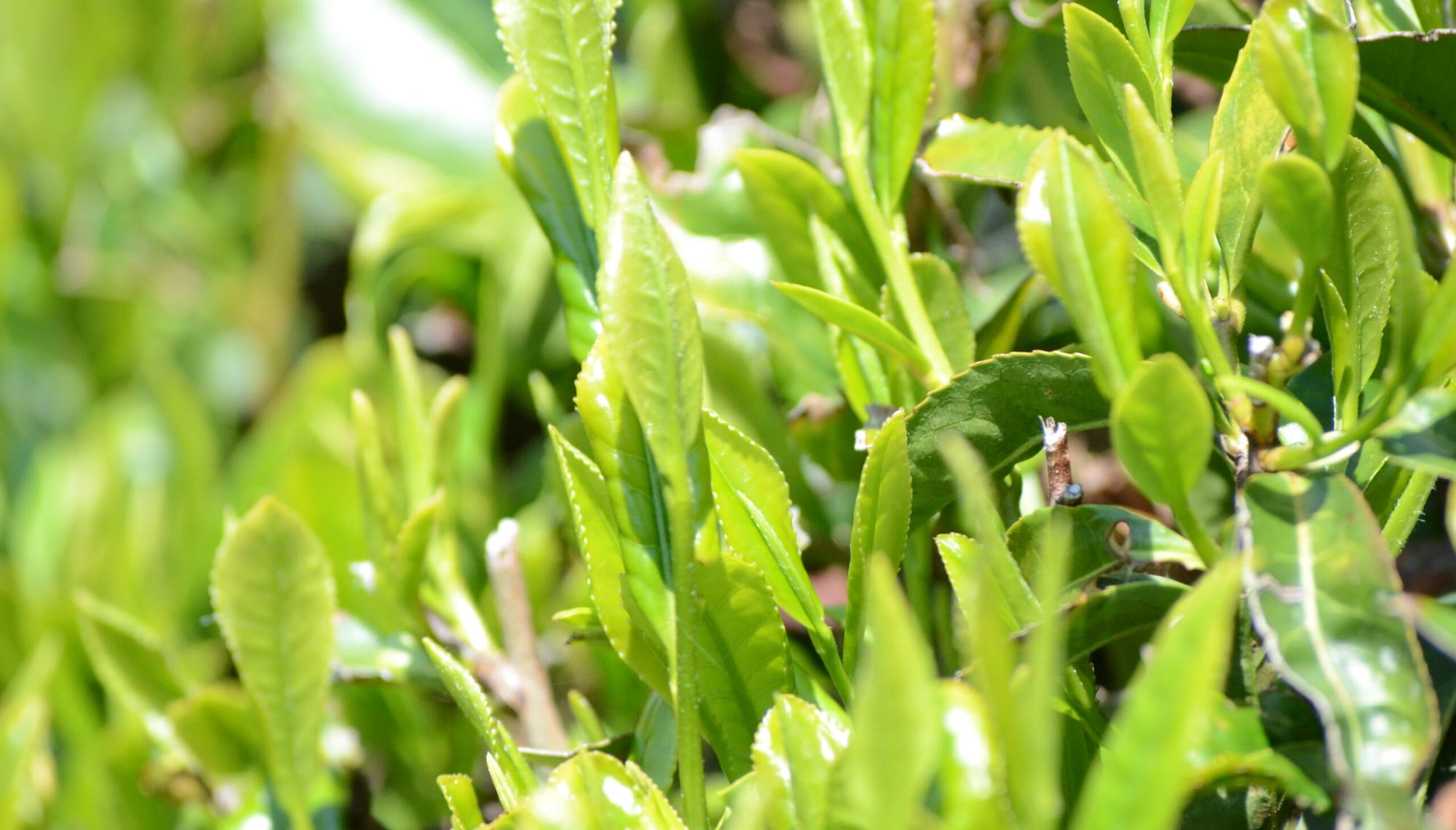 摘みごろを迎えた佐野川茶の新芽