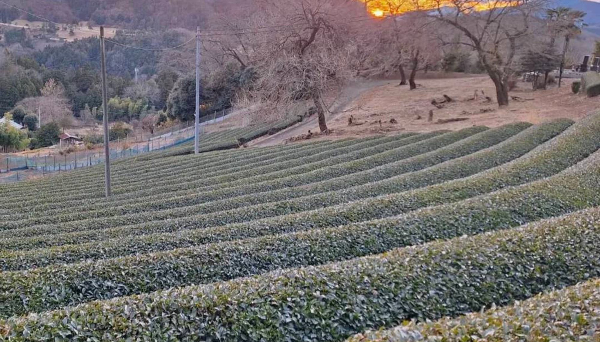 急斜面に段をなす佐野川の茶畑
