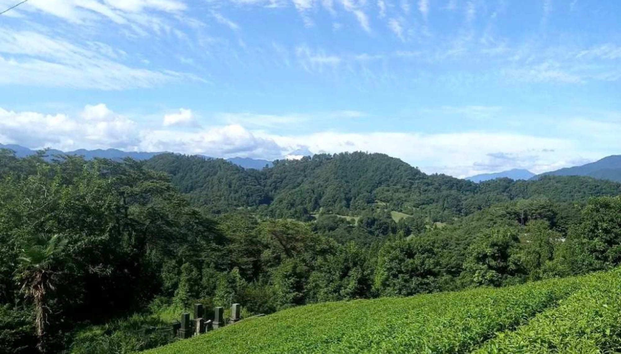 朝霧と山並みに包まれる佐野川の茶畑