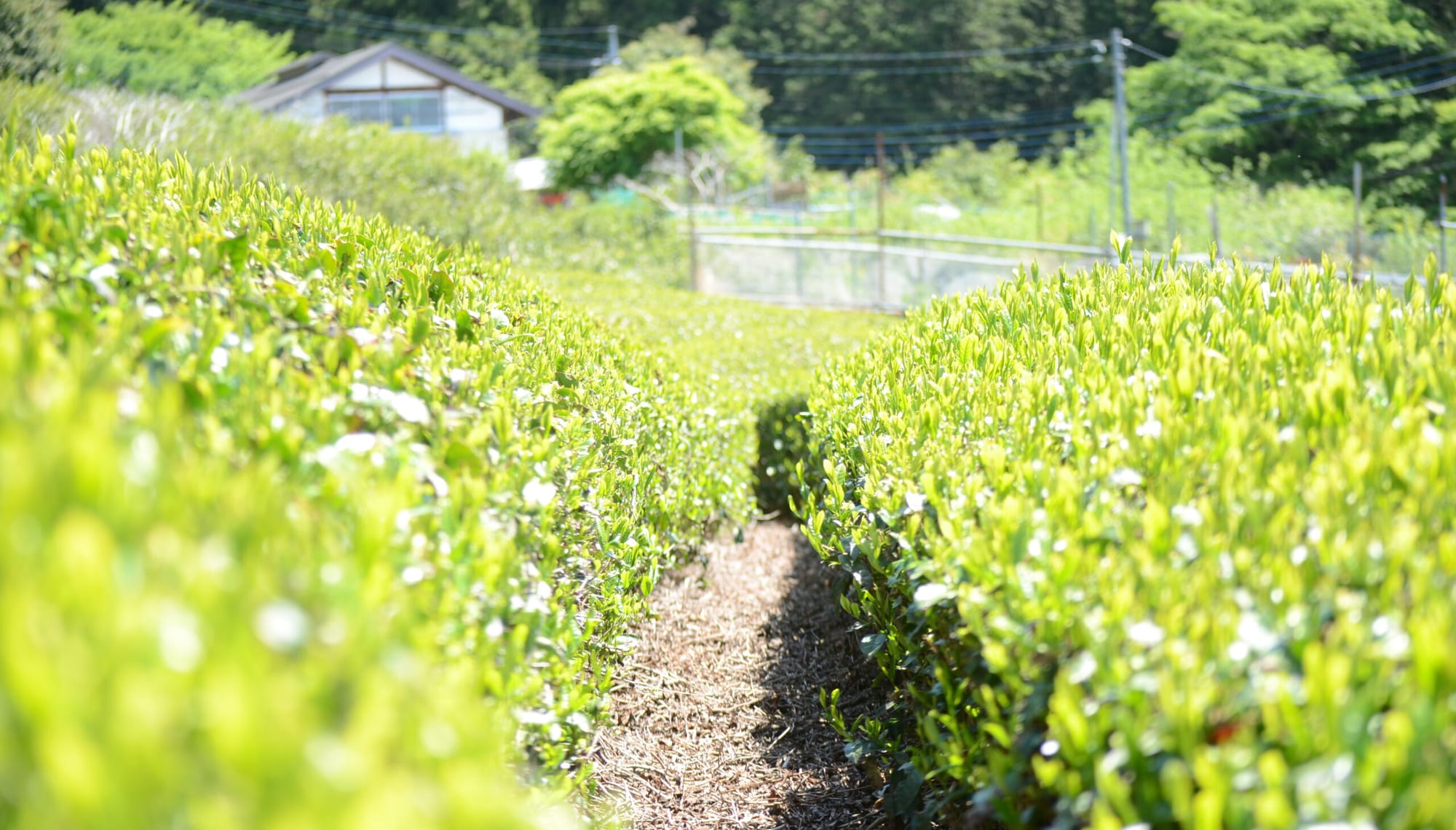 茶畑のあいだを抜ける小径