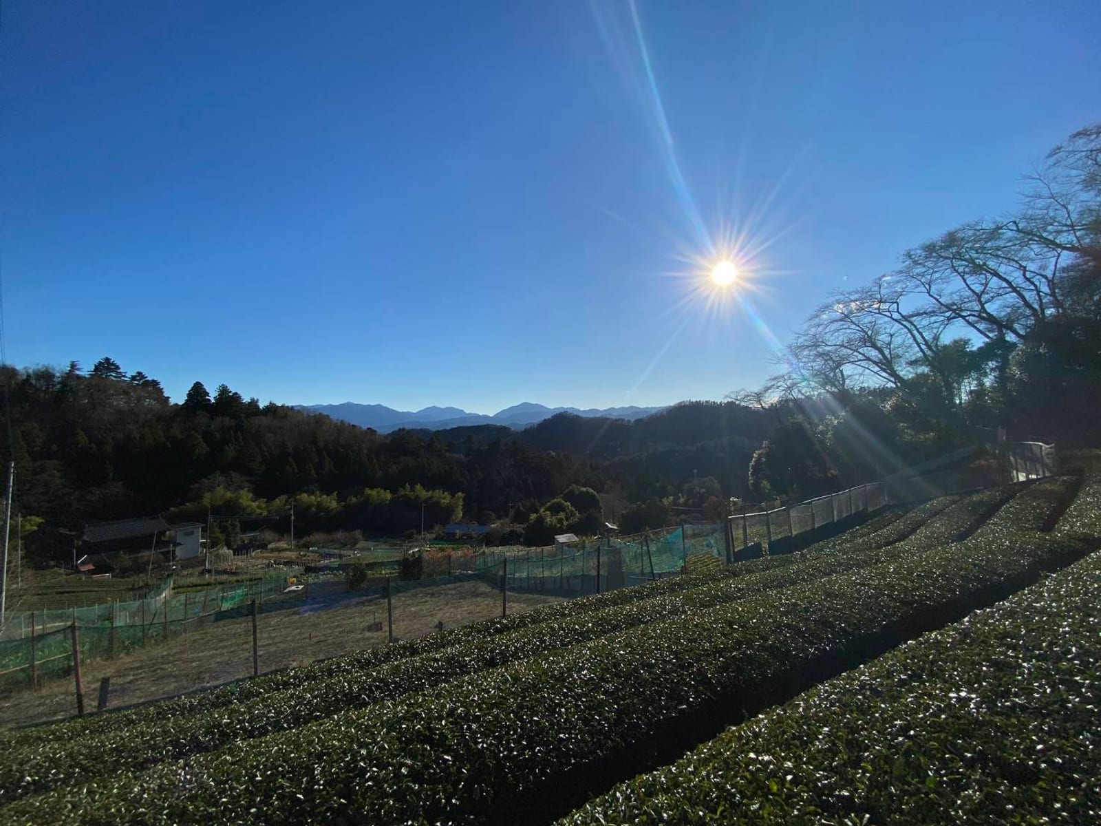 朝日が差し込む佐野川の茶畑