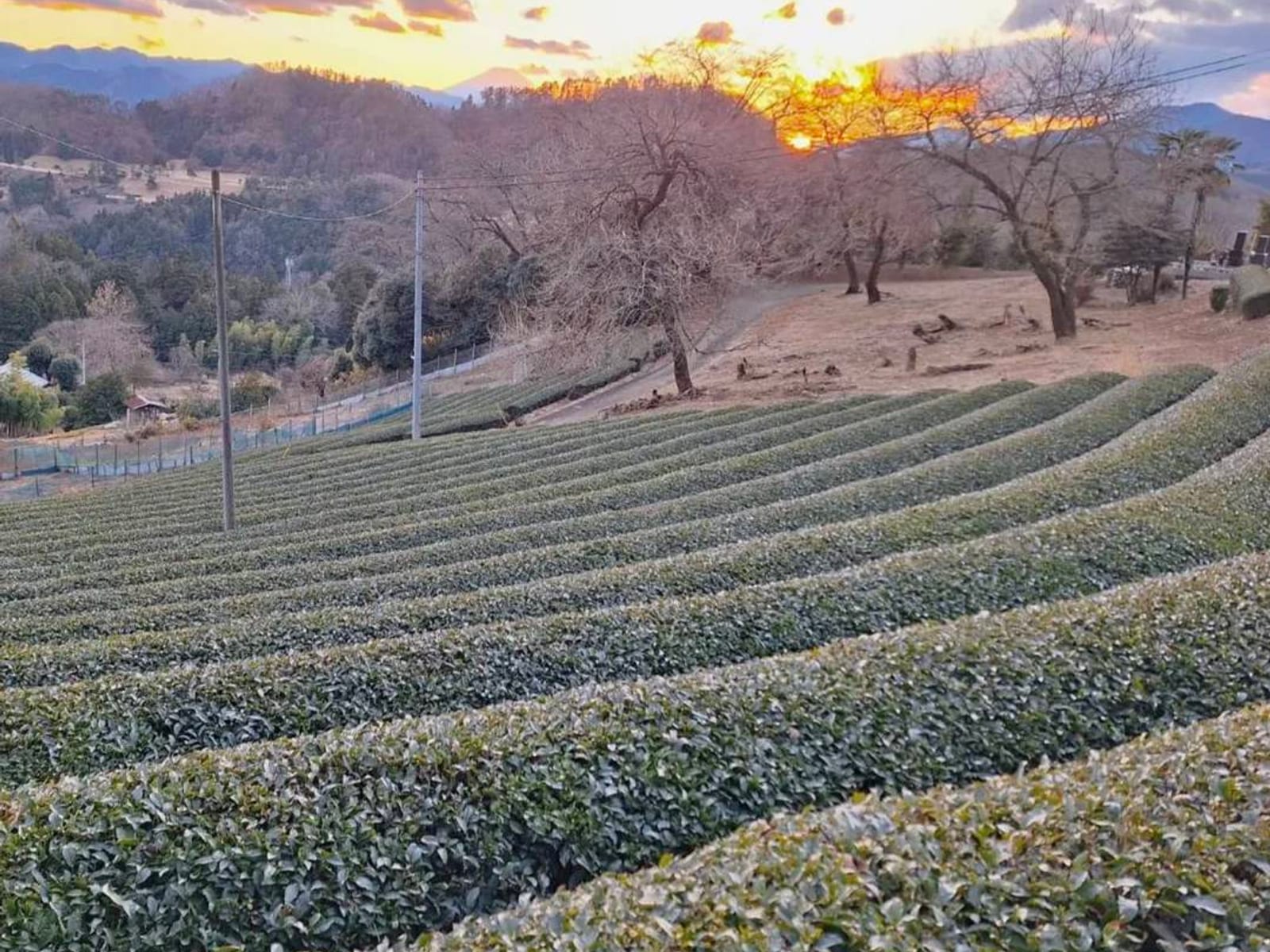 斜面に段をなす茶畑の畝