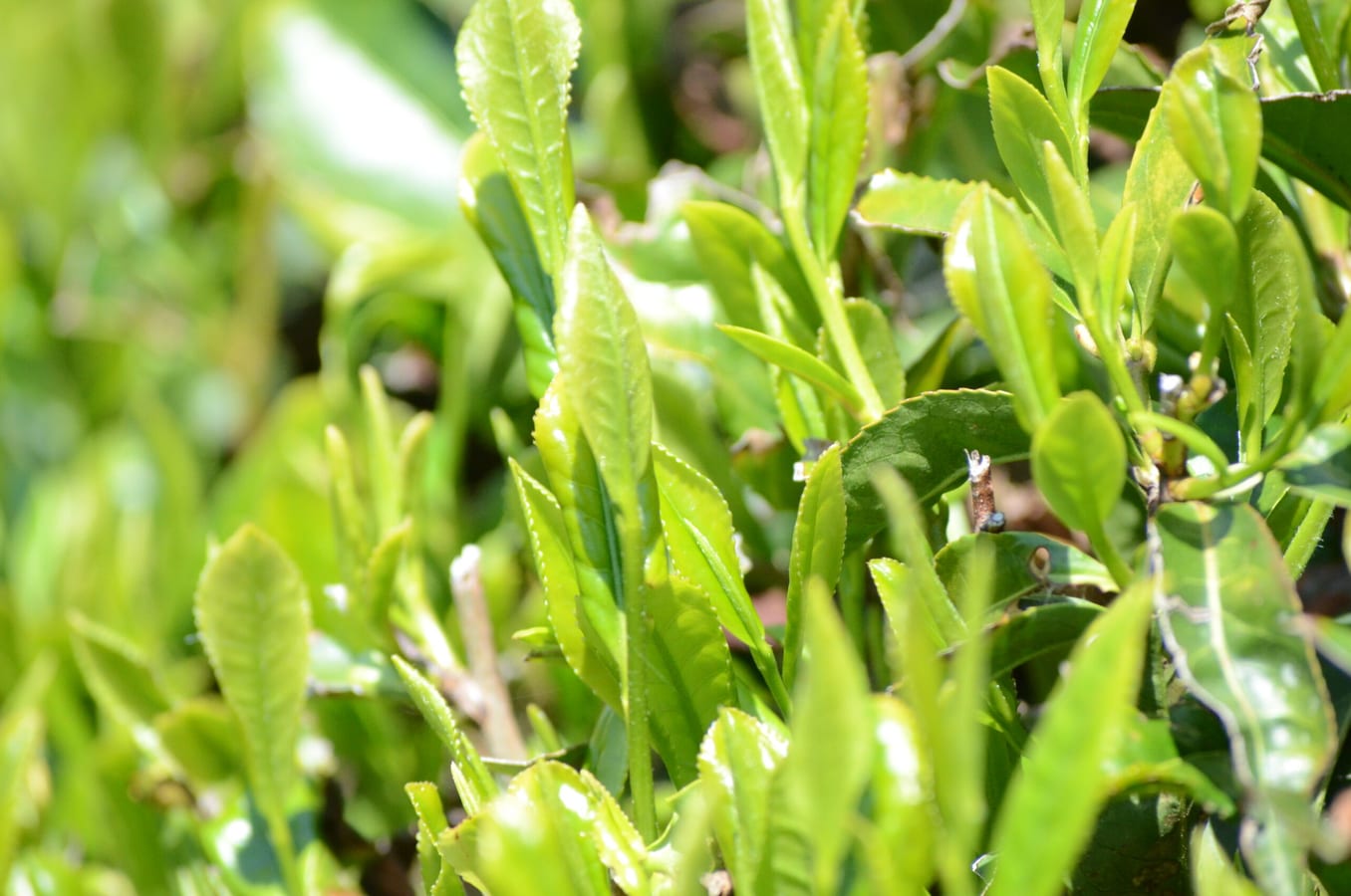 摘みごろを迎えた佐野川茶の新芽