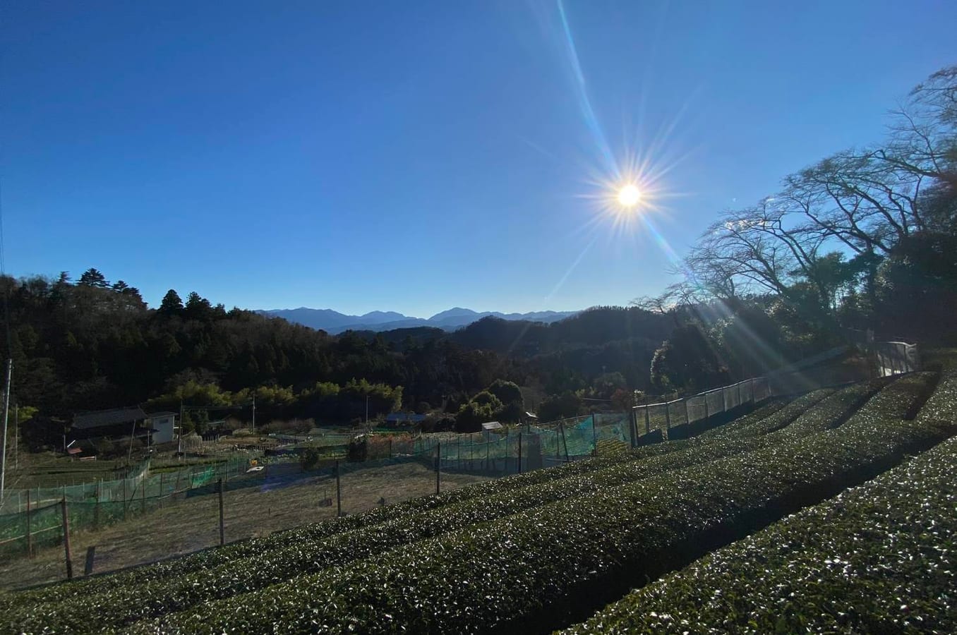陣馬山麓の斜面に広がる茶畑