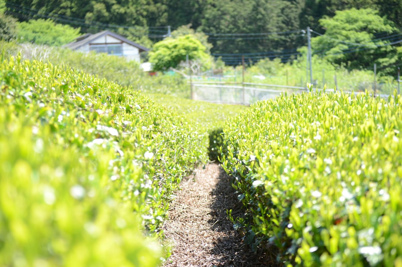 人の背丈ほどに整えられた茶畑の畝